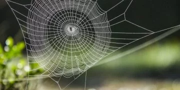 Spider Web – Dream Meaning and Symbolism 30