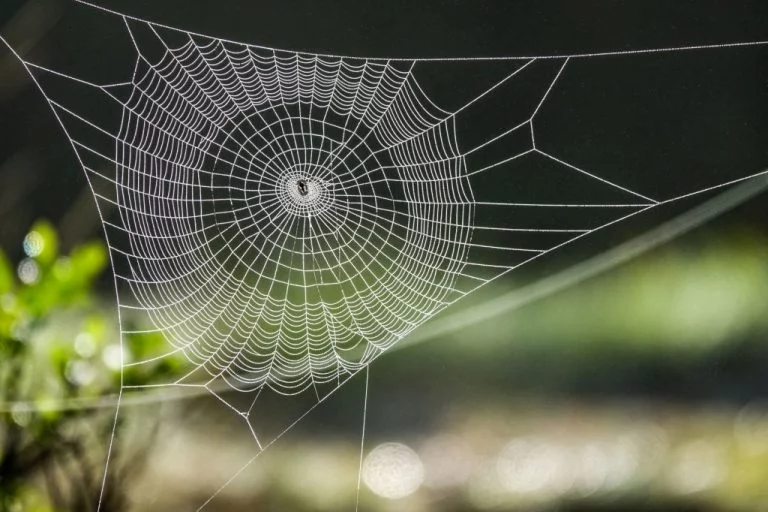 Spider Web – Dream Meaning and Symbolism 1