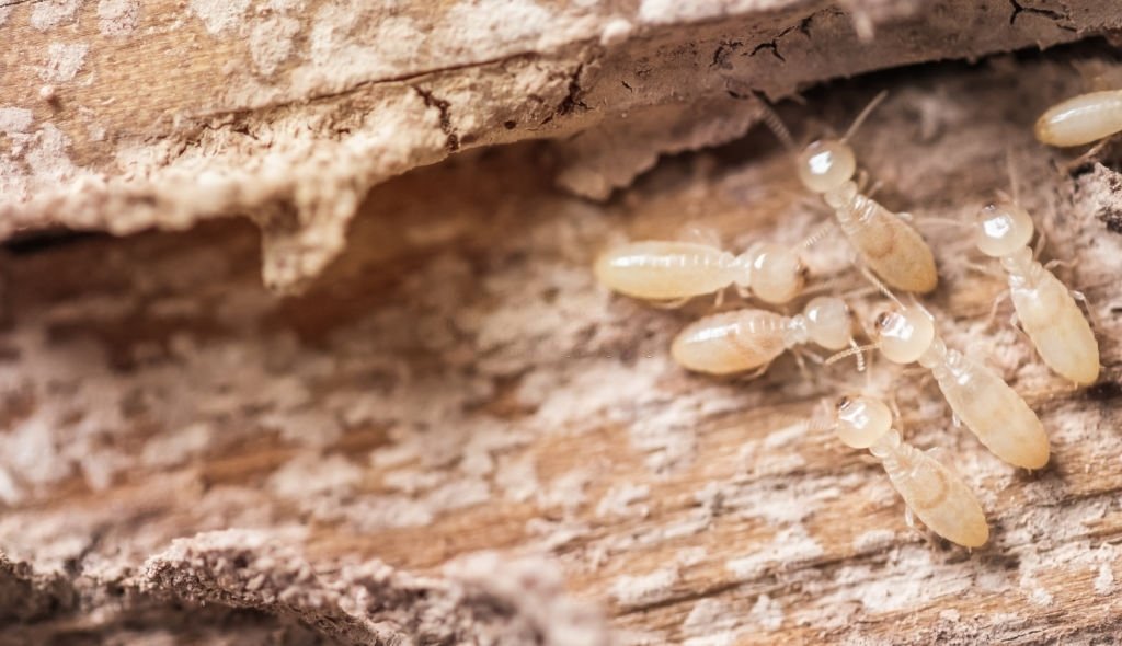 Termite In The Wood