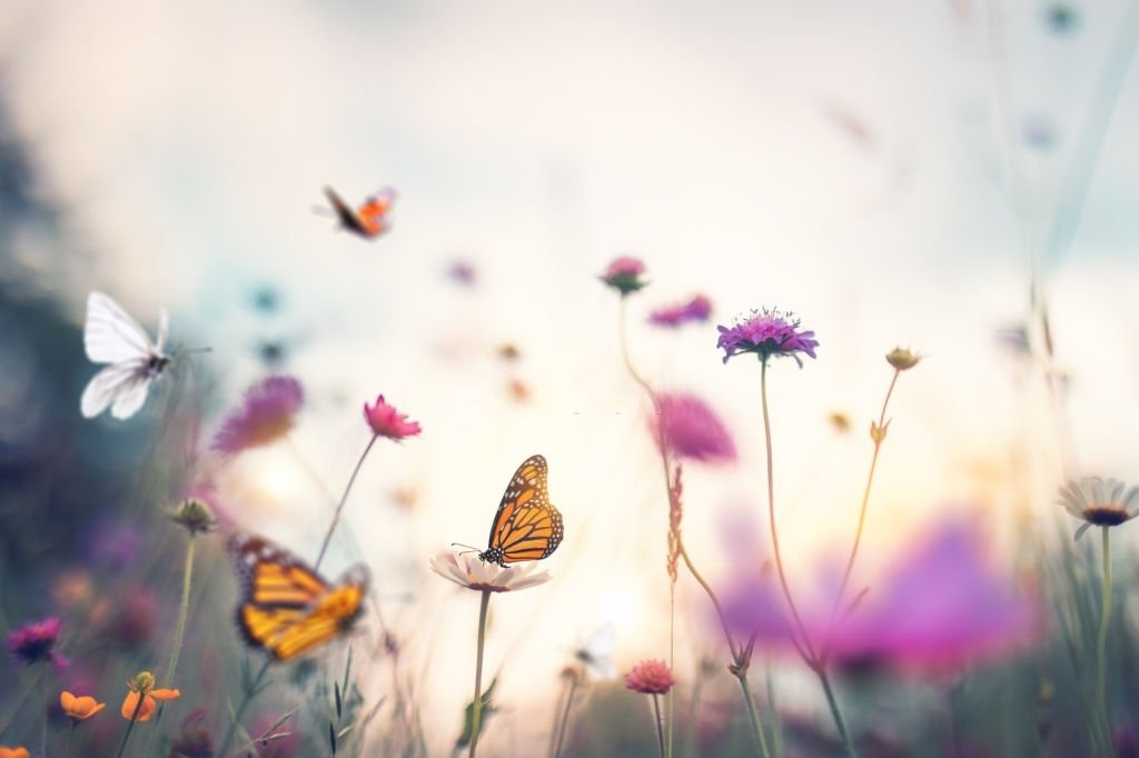 Vlinder – Droom Betekenis En Symboliek 3