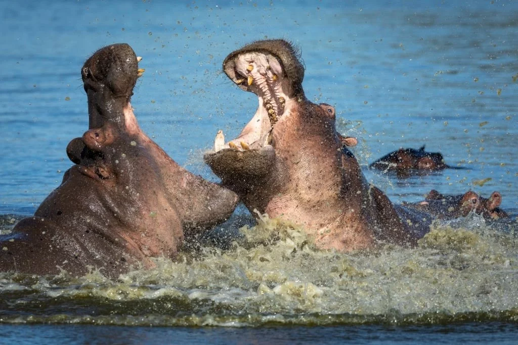 Two Hippopotamus Fighting