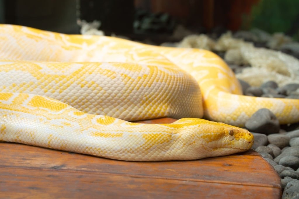 Serpiente Blanca – Significado Y Simbolismo De Los Sueños 5