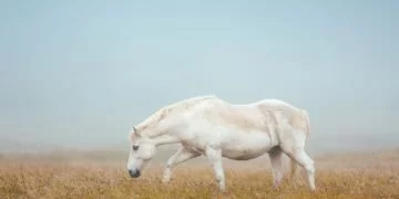 White Horse – Dream Meaning and Symbolism 10