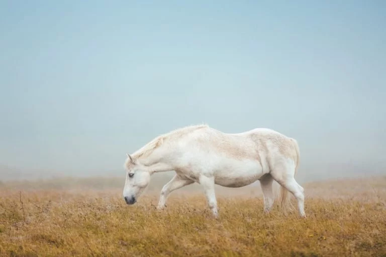 White Horse – Dream Meaning and Symbolism 1