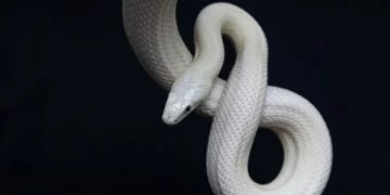 White Snake – Dream Meaning and Symbolism 70