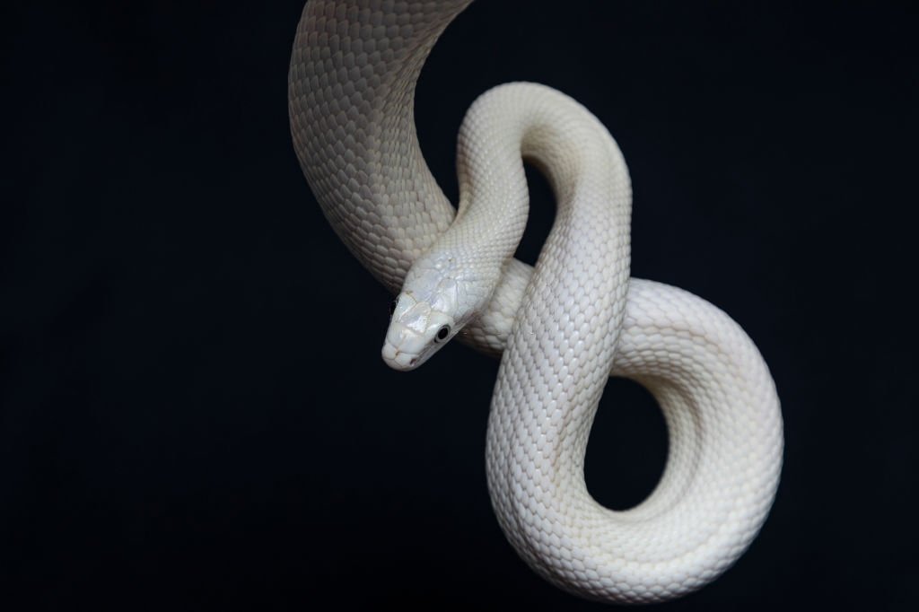 White Snake – Dream Meaning and Symbolism 1