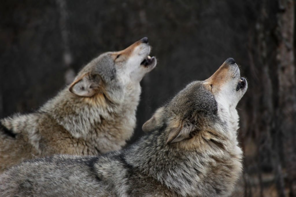 Wolf – Droom Betekenis En Symboliek 3