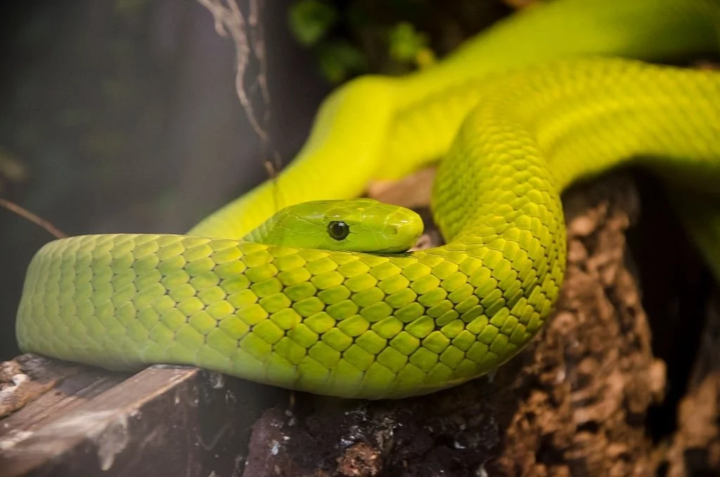 Green Snake – Dream Meaning and Symbolism 5