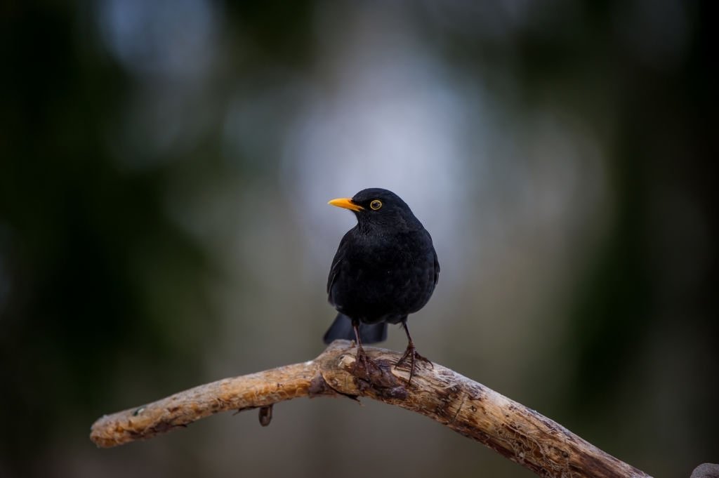 Pájaro Negro – Significado Y Simbolismo De Los Sueños 3