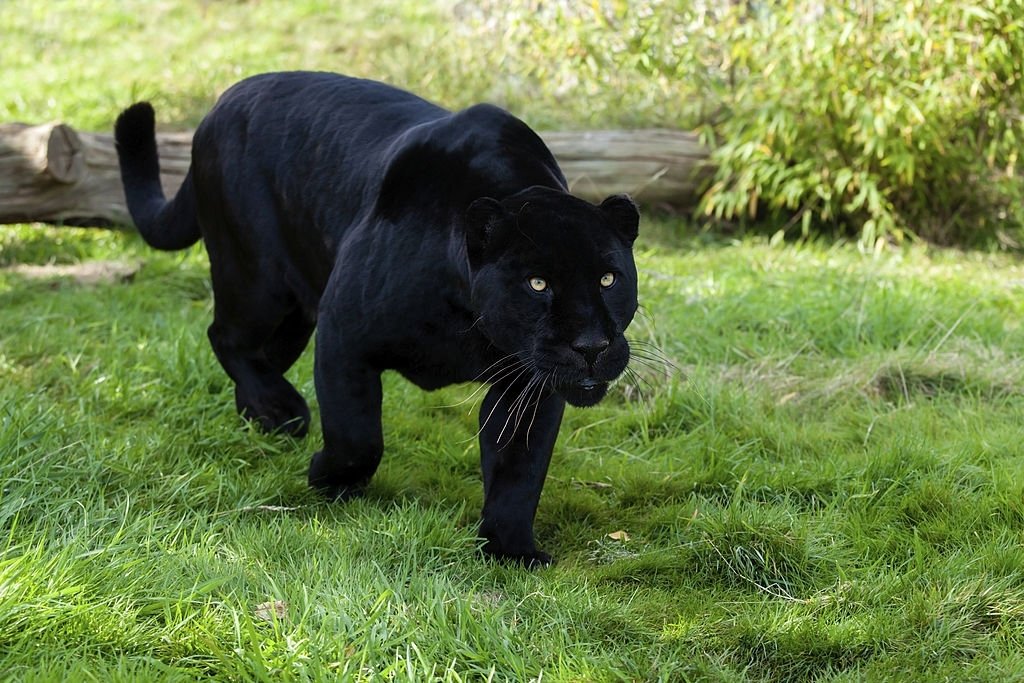 Jaguar Noir – Signification Et Symbolisme Des Rêves 3