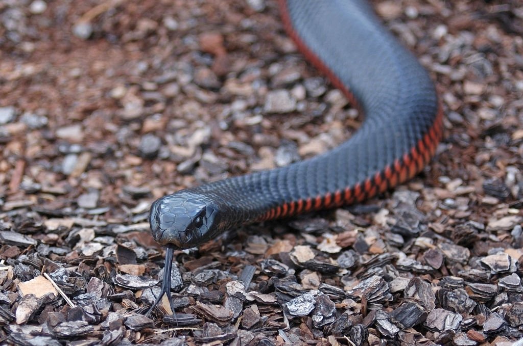 Serpiente Negra – Significado Y Simbolismo De Los Sueños 3