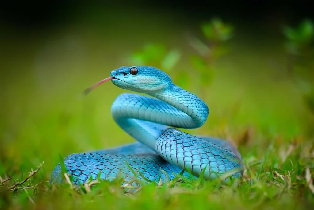 You See A Blue Snake