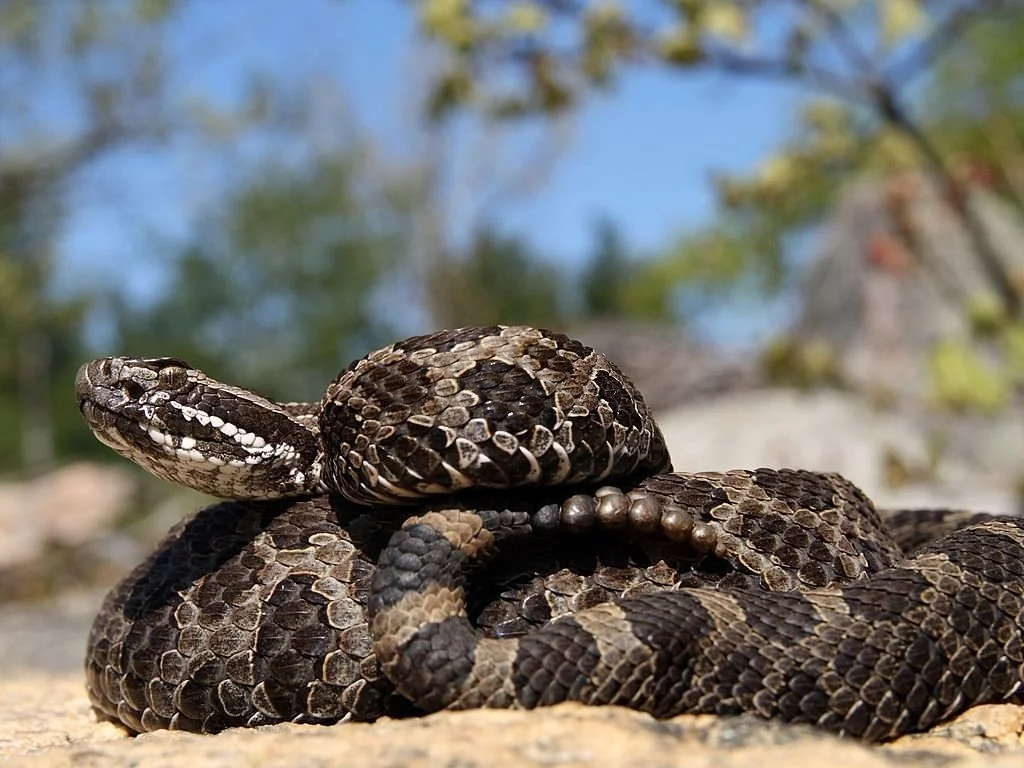 Rattlesnake – Dream Meaning and Symbolism 3