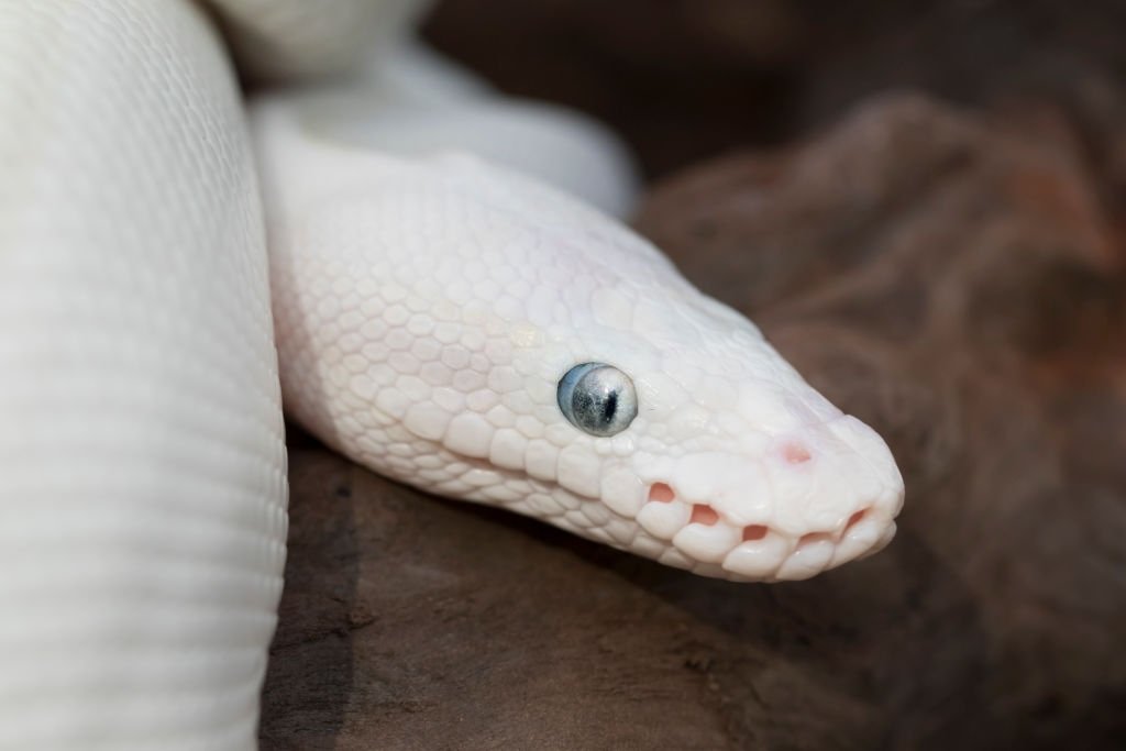 Serpiente Blanca – Significado Y Simbolismo De Los Sueños 3