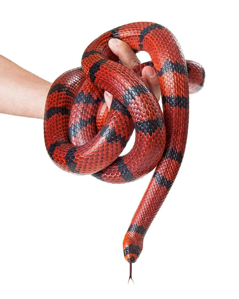 Serpiente Roja – Significado Y Simbolismo De Los Sueños 3