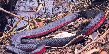 Red Snake – Dream Meaning and Symbolism 1